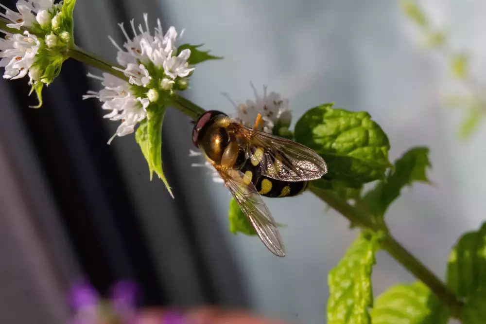Poplatek Osa