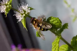 Poplatek Osa